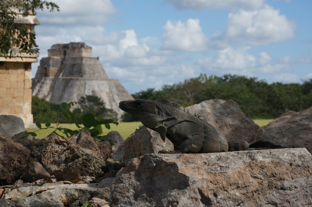 Iguana checking out the Uxmal ruins.