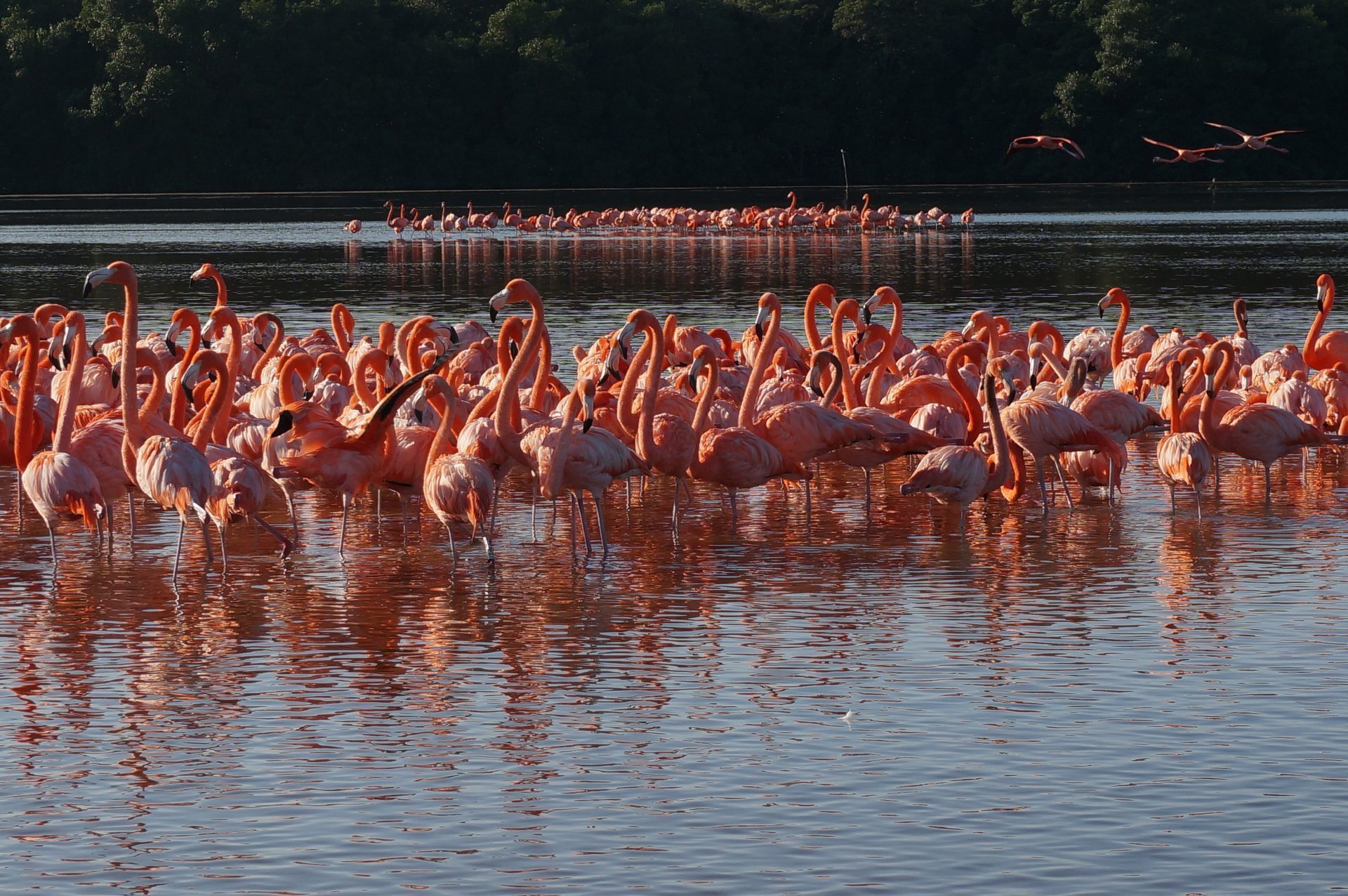 Flamingos in Celestun