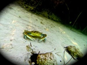 Crab underwater in Sian Ka'an canal mangroves.