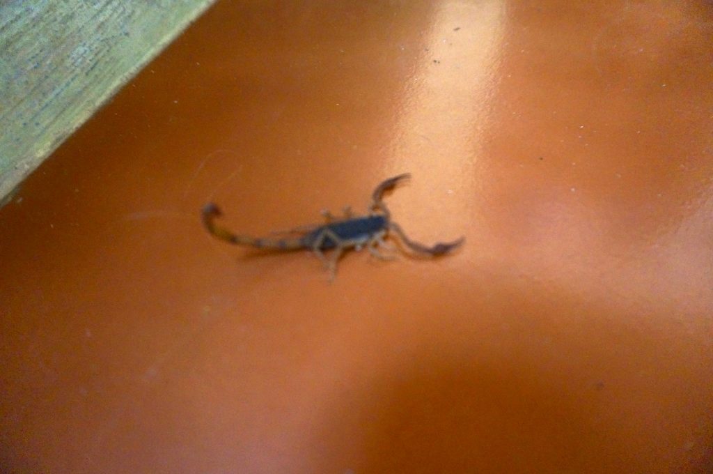 Scorpion in hotel in Belize