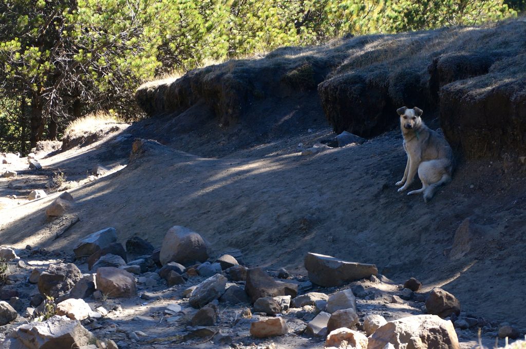 Dog while hiking Volcan Tajumulco