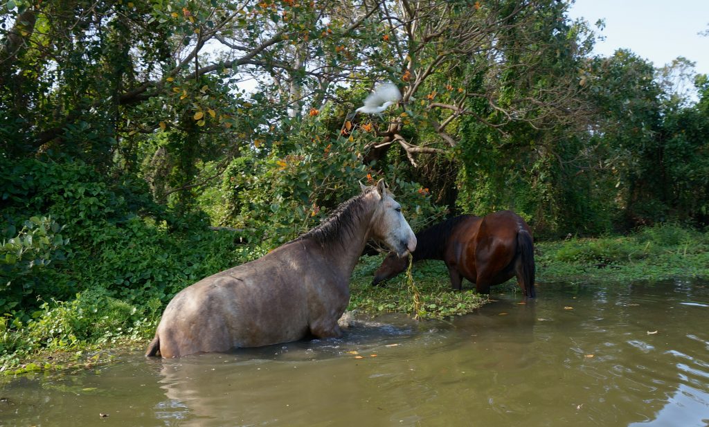 horse swimming in Ometepe