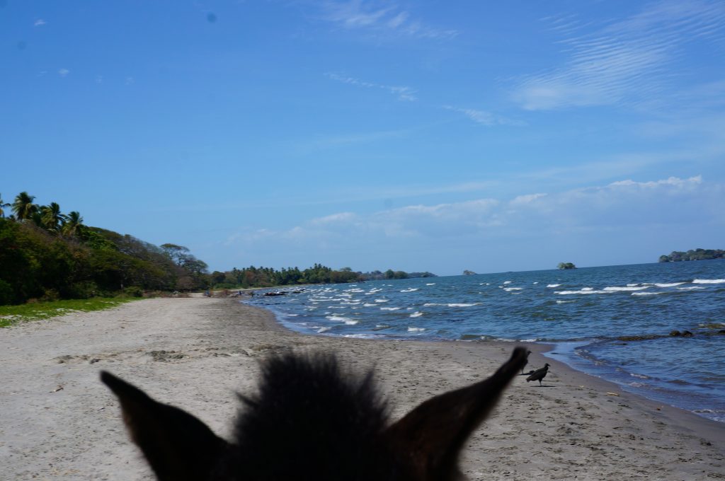 Horseback riding Ometepe Nicaragua beach