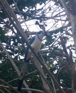 White throated Magpie Jay in Ometepe Nicaragua