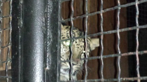 caged leopard in ukraine