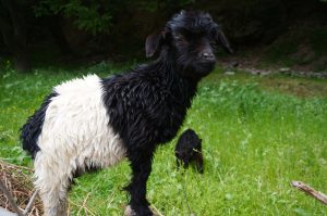 black & white baby goat in the Imlil Valley