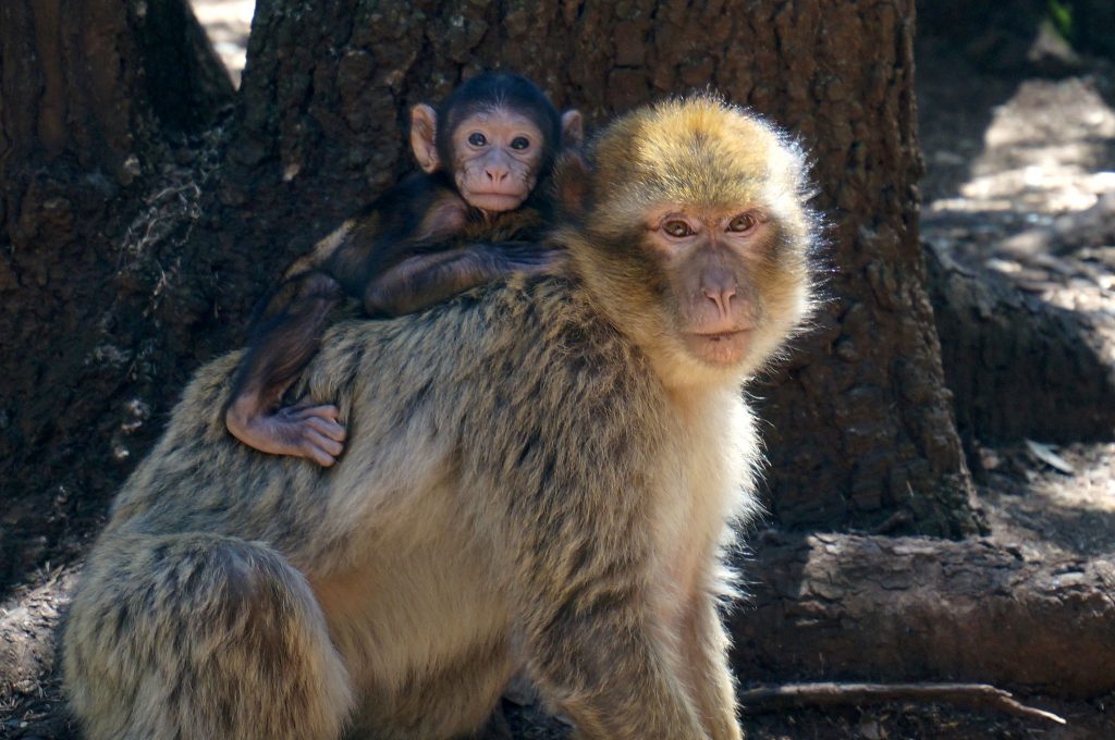 Mother and baby barbary ape