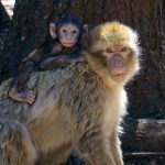 The Barbary Apes of Azrou Morocco