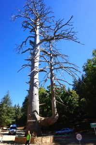 Cèdre Gouraud tree