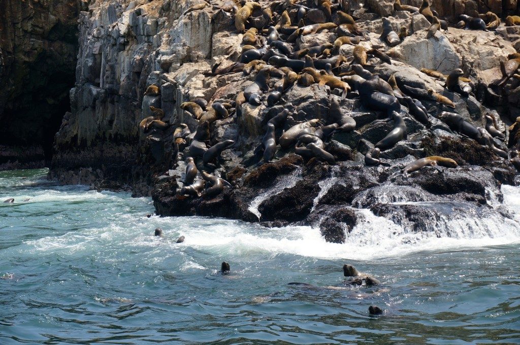 Sea lions at palomino island