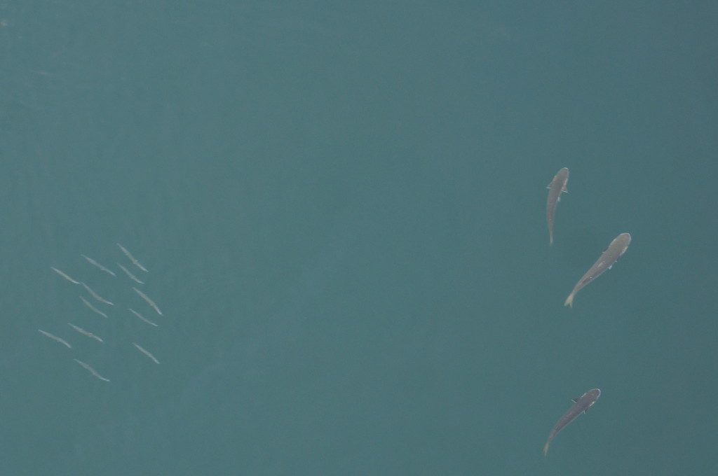 Fish swimming in the Gatun Locks of the Panama Canal