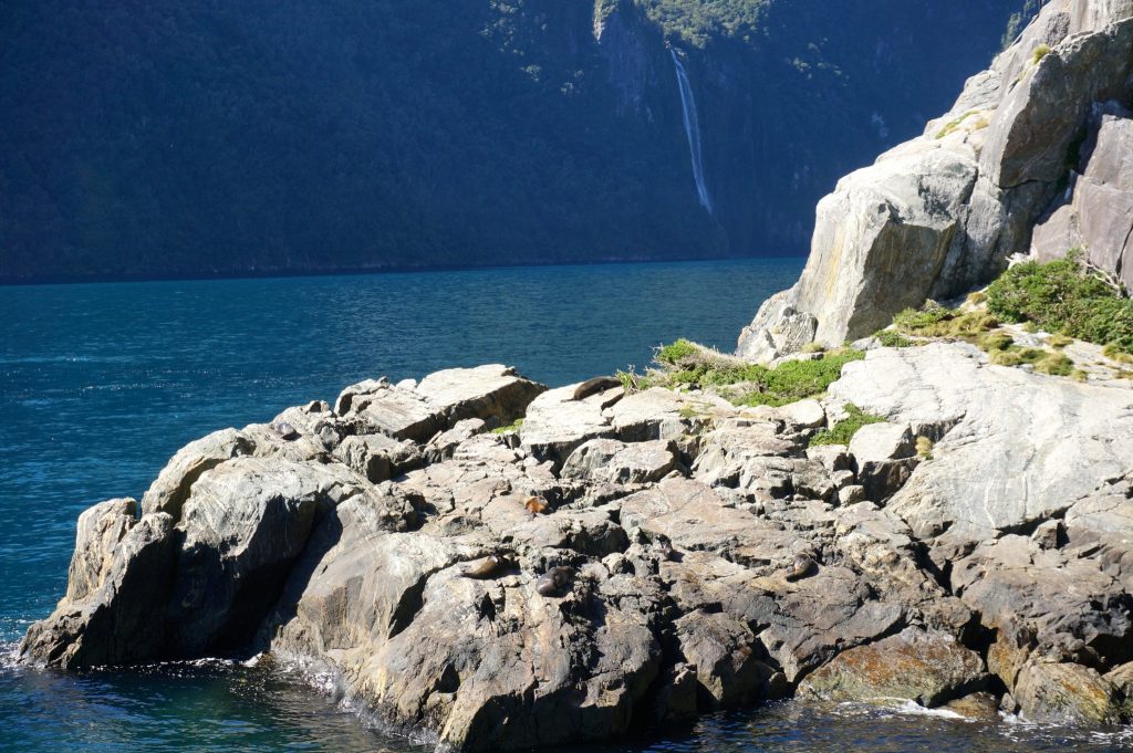 Seals and waterfall in the Milford Sound