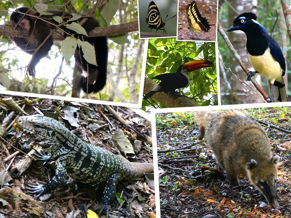 jungle wildlife at Iguazu include Toucan, butterflies, iguanas, coatis, and monkeys