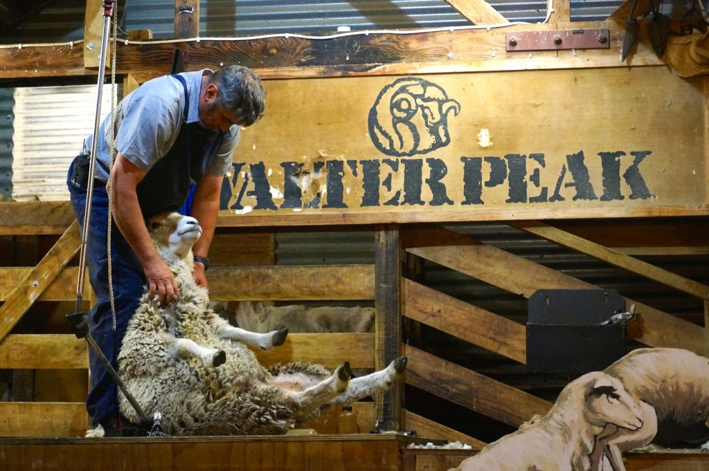 Sheep shearing demo at Walter Peak Farms