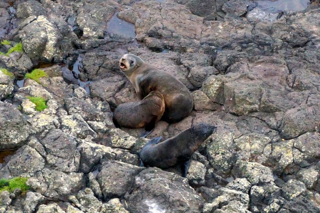 Fur seals of the Otago Peninsula