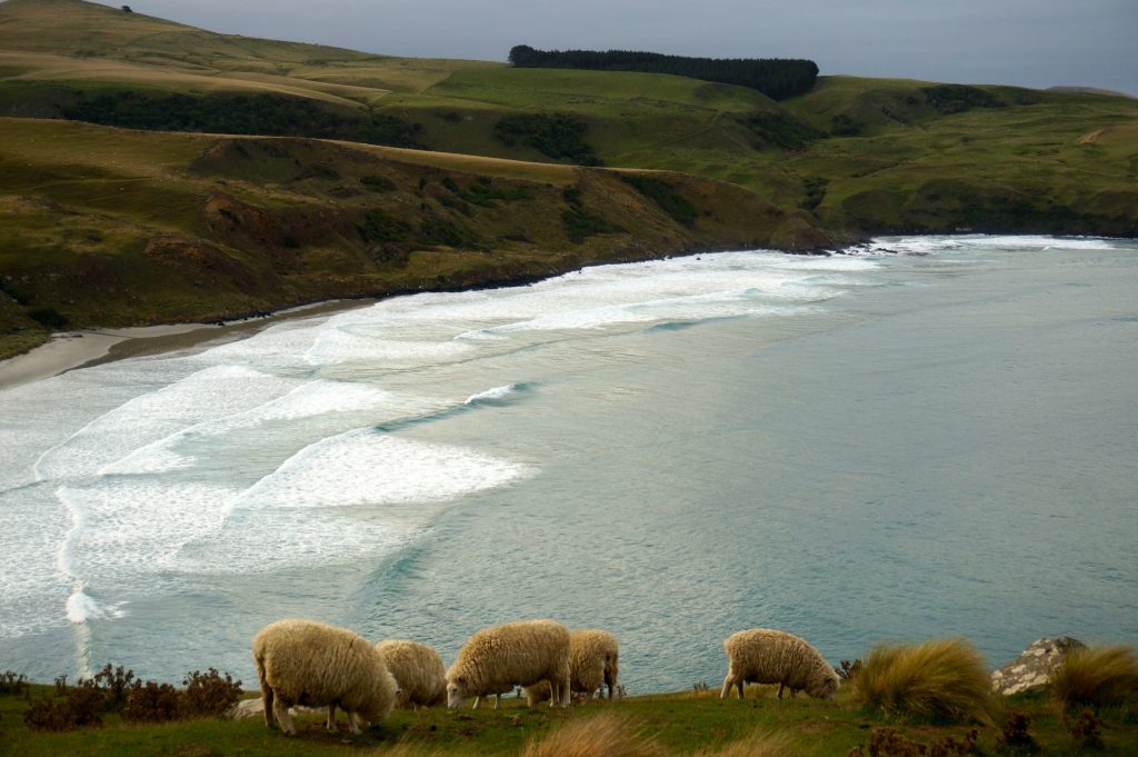 Sheep grazing near the sea a Otago Peninsula farm