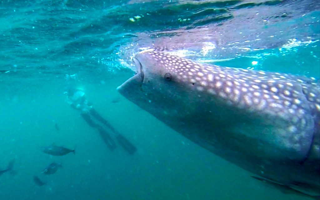 Whale shark filter feeding sucking in its food from surface