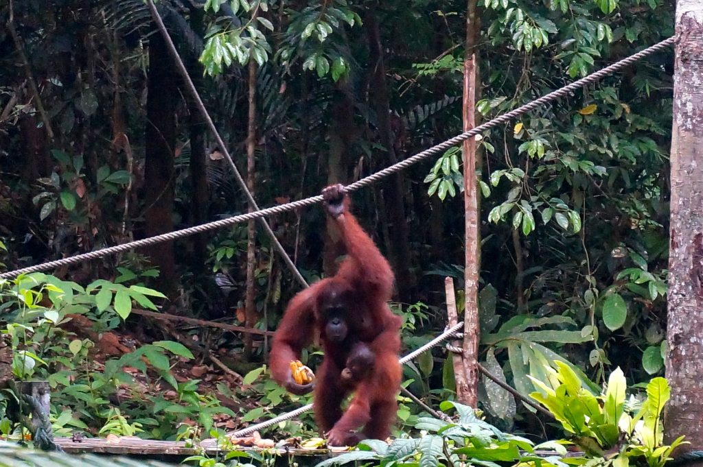 Oranguatan coming down from trees to eat a banana at the Semenggoh Wildlife Center in Sarawak Malaysian Borneo near Kuching