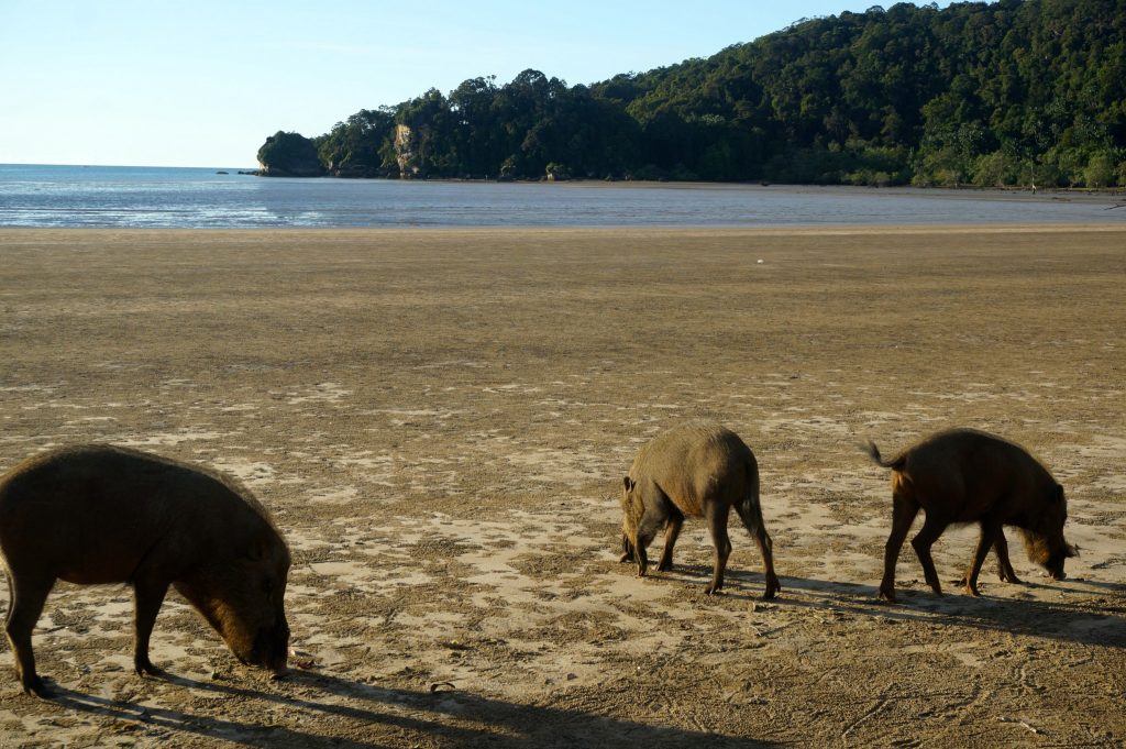 wild boars on the beach are hunting for crabs in Bako National Park
