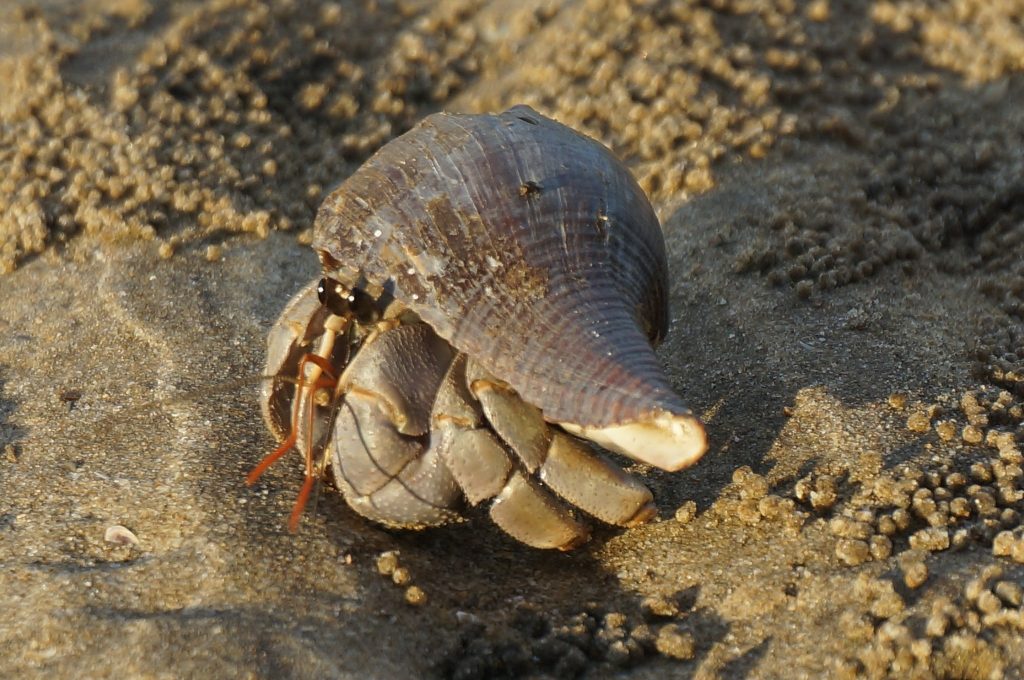 hermit crab on the beach of Bako National Park is wildlife you can find there
