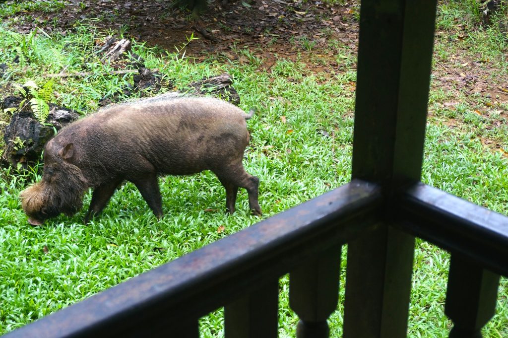 wild boar outside of Forest Lodge Type 6 in Bako National Park in Kuching Sarawak Malaysia