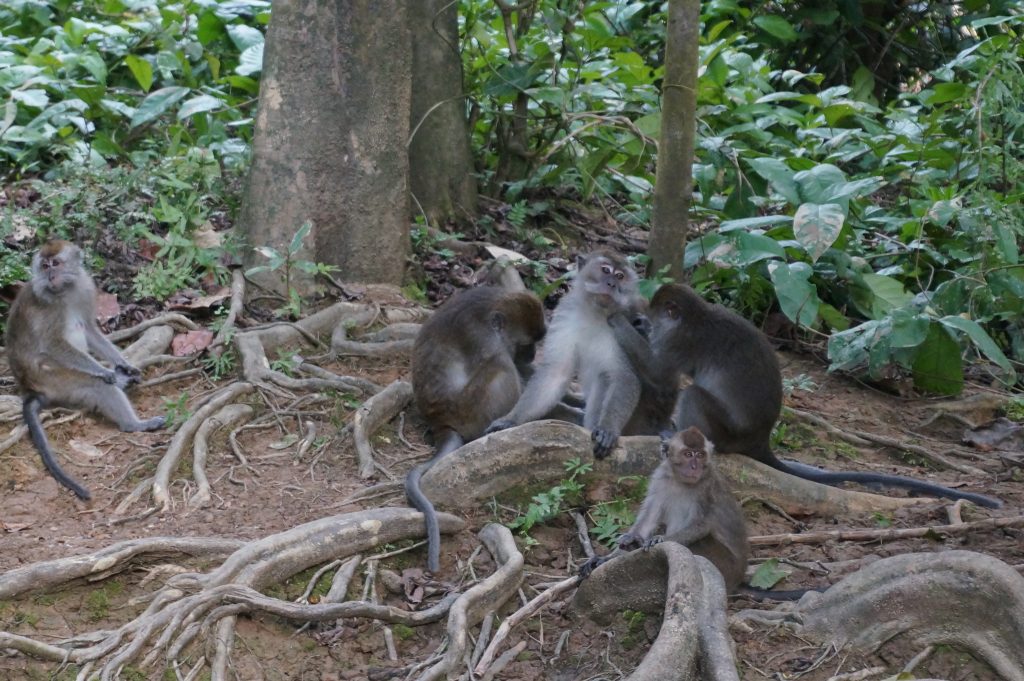 long-tailed macaques on the Kinabatangan River in Sabah Borneo
