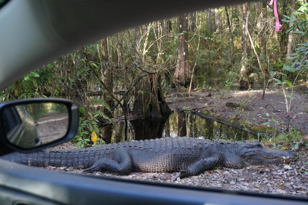 Big alligator as seen from the car window