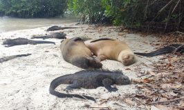 Galapagos marine iguana with sea lions are some of the wildlife you can see for free in the Galapagos