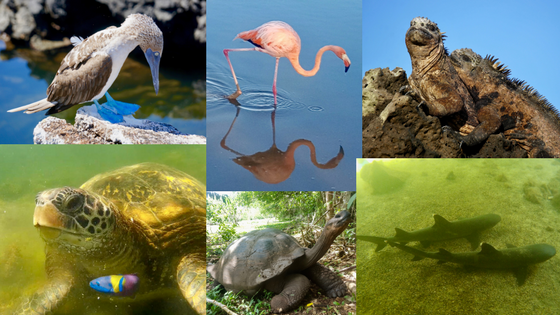 Wildlife you can see in the Galapagos on DIY island hopping trip includes: blue-footed boobie, tortoise, sea turtle, flamingo, marine iguana, and sharks