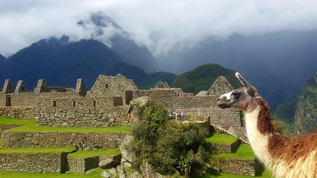 llama at Machu Picchu during Jungle Trek