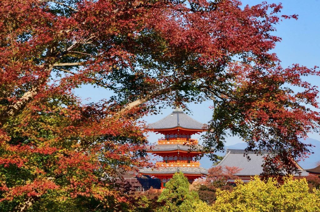 Japanese maple at temple