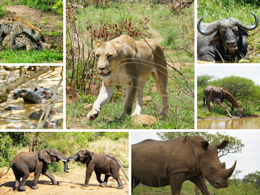 Collage of African wildlife: lion. buffalo, giraffe, hyenas, hippos, elephants, and rhino